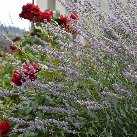 The Wine Cellar In The Old Gemeinde House Apartament